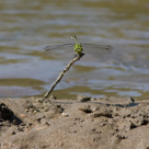 Ophiogomphus cecilia